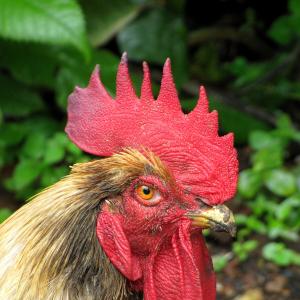 Петушиная голова Штакет оО